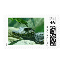 alligator,caiman postage stamp