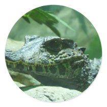 alligator,caiman stickers