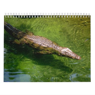 Alligator calendar by Kachoozie