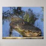 Alligator - Detailed  Close-Up posters