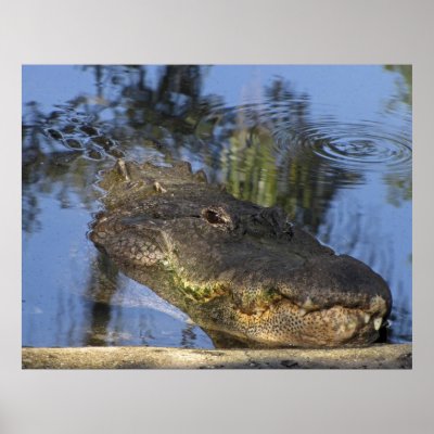 Alligator - Detailed  Close-Up Print by anglerwoman