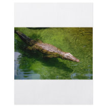 Alligator flyer