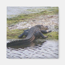 Alligator Fridge Magnet