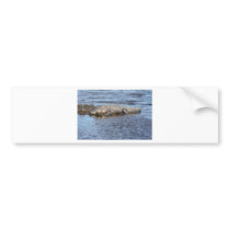 Alligator Gator In Water Bumper Stickers