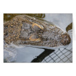 Alligator Head Cards