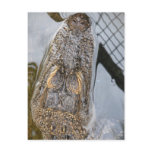 Alligator Head  Post Cards