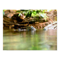 Alligator in habitat posters by almedic104 Alligator in habitat posters