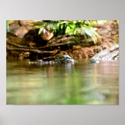 Alligator in habitat posters by almedic104