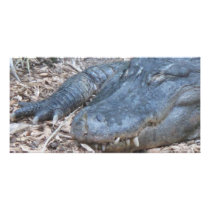 Alligator in its Natural Habitat Photo Greeting Card