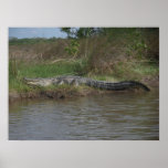 Alligator in the Everglades 2 Poster
