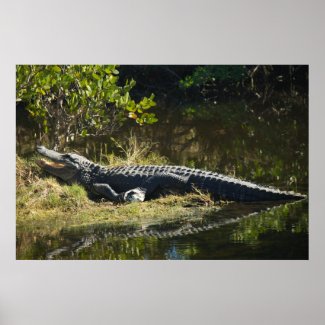 Alligator in the Sun Posters