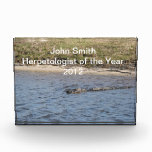 Alligator in the Water Award