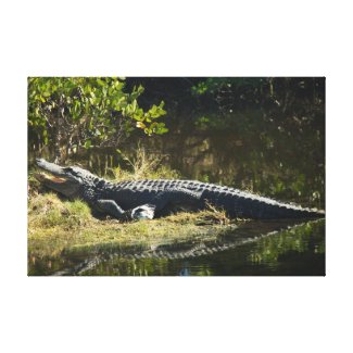Alligator in the Water Canvas Prints