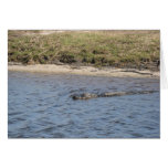 Alligator in the Water Card