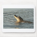 Alligator in the water. mousepad