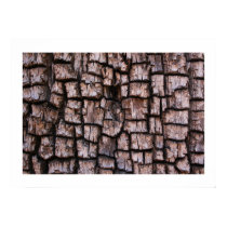 Alligator Juniper Bark posters