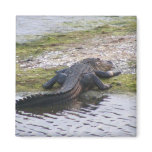 Alligator Fridge Magnet