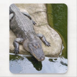 Alligator Mouse Pads