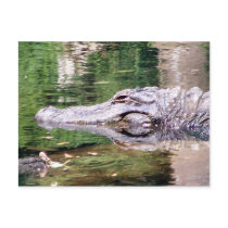 Alligator on the Move postcards by dduhaime55 Alligator on the Move postcards