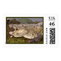 alligator or is it a croc? postage by iiiyaaa alligator or is it a croc? postage