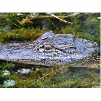 Alligator photo sculptures