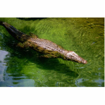 Alligator photosculpture photo cut out