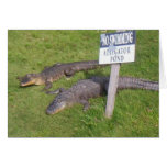 Alligator Pond Cards