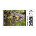 Alligator postage by wildlifezoo Alligator postage