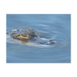 Alligator Post Cards Alligator Post Cards