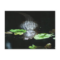 Alligator Post Cards
