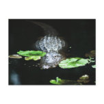 Alligator Post Cards
