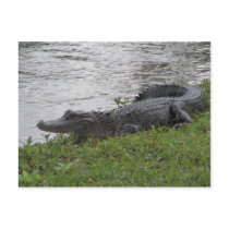 Alligator postcards by LenPhoto Alligator postcards