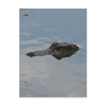 Alligator Postcards