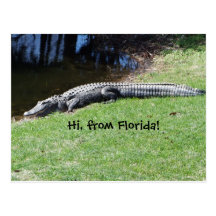 Alligator Postcard