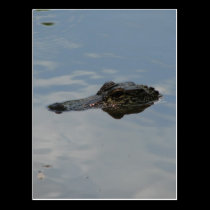 Alligator postcards