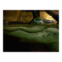 Alligator posters