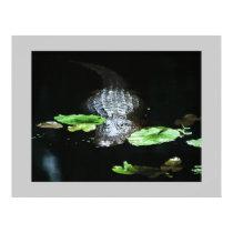 Alligator posters by roimim Alligator posters