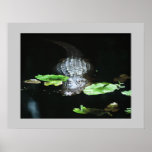 Alligator posters