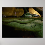 Alligator Poster