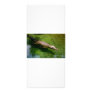 Alligator rack cards