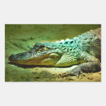 Alligator Rectangular Stickers
