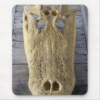 Alligator skull on wooden deck, gator head mouse pads by SusansZooCrew