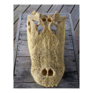 Alligator skull on wooden deck, gator head print