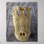 Alligator skull on wooden deck, gator head poster