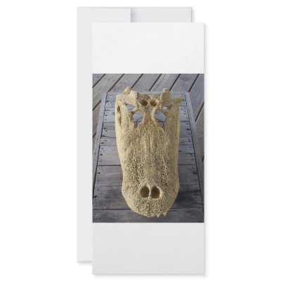 Alligator skull on wooden deck, gator head custom rack card by SusansZooCrew