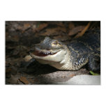 Alligator Smile Poster posters