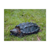 Alligator Snapping Turtle Postcard