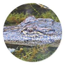 Alligator Sticker
