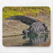 Alligator Sunning On The Bank of a Pond Mouse Pads