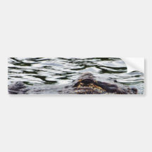Alligators Bumper Stickers